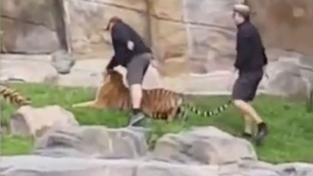 Graban el maltrato de unos cuidadores de zoo australiano a un tigre