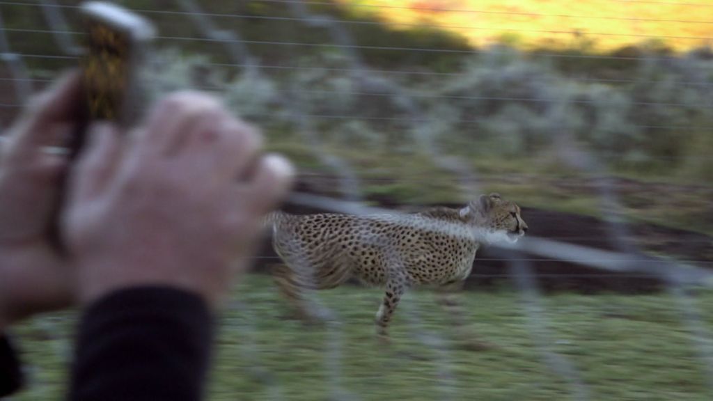 Un guepardo toma la primera toma de contacto con el mundo salvaje… ¡Y se escapa!
