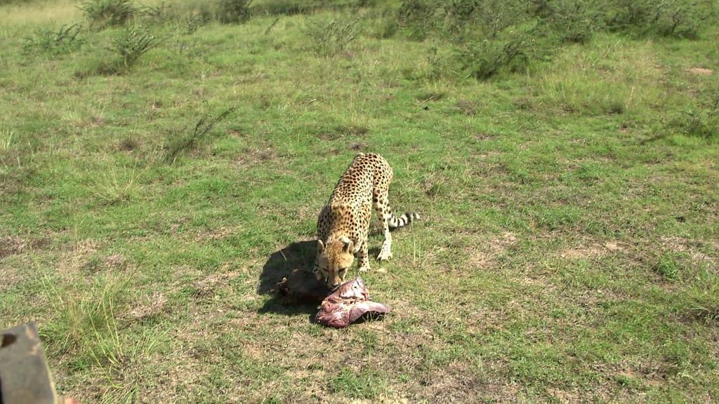 ¿Cuánto come un guepardo al día? Kike Calleja se apunta para dar de comer a los animales