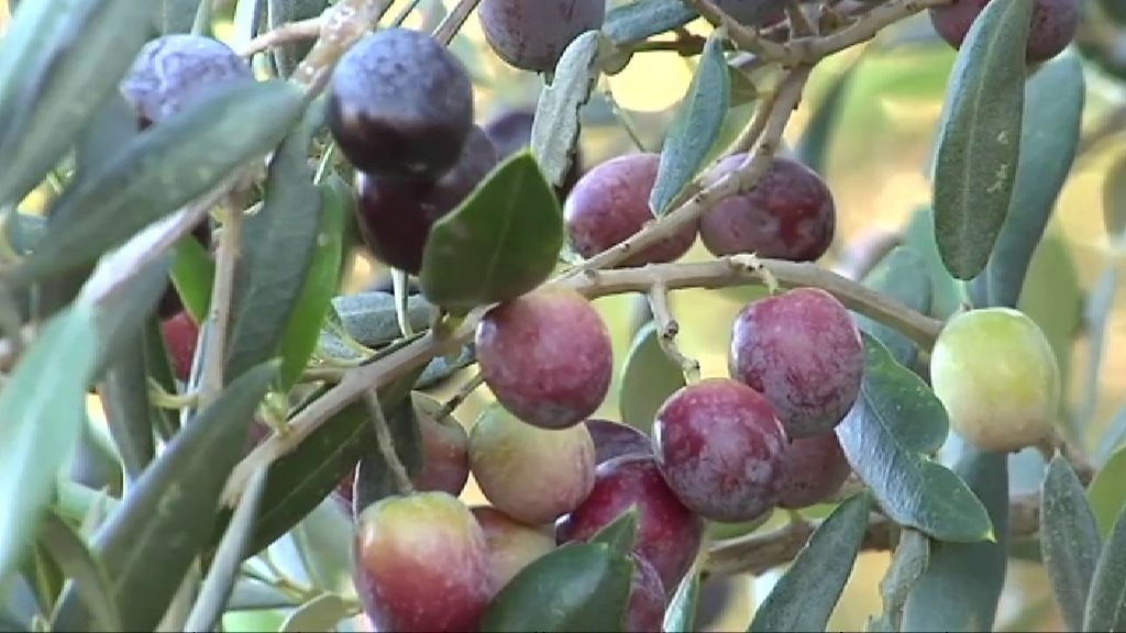 Aceites con vocación de futuro en Mallorca