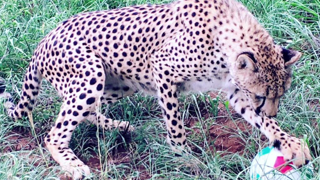 Zulu ha sido mascota y ahora llega a Gondwana "para ser un guepardo de verdad"