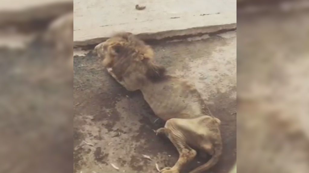 La sobrecogedora imagen de un león extremadamente flaco alarma a la Red