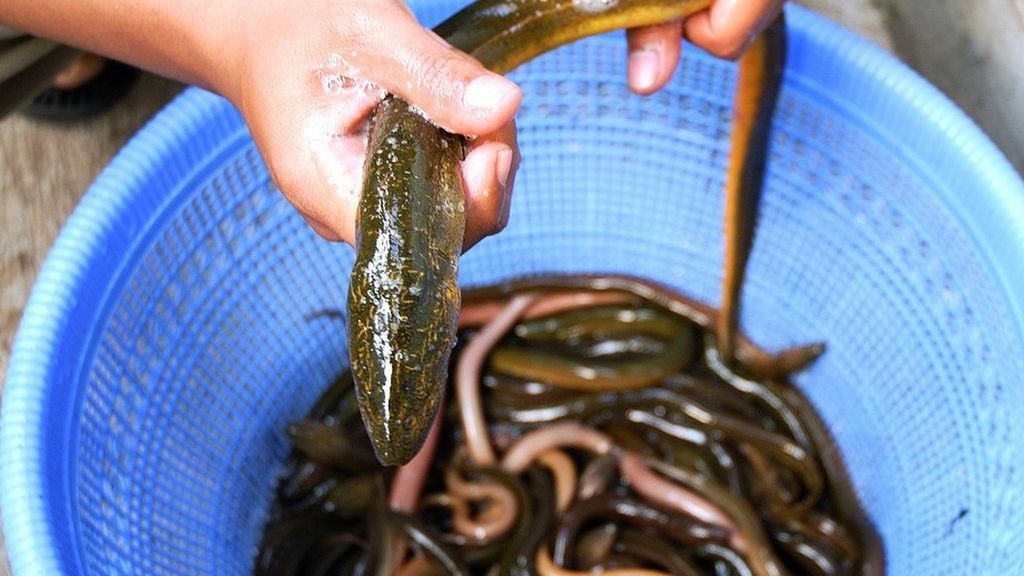 Le extraen una anguila atrapada en el abdomen