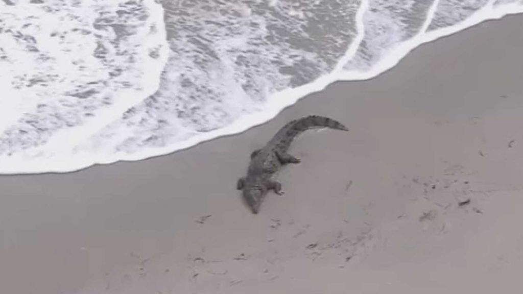 Un cocodrilo campa a sus anchas en una playa de Miami