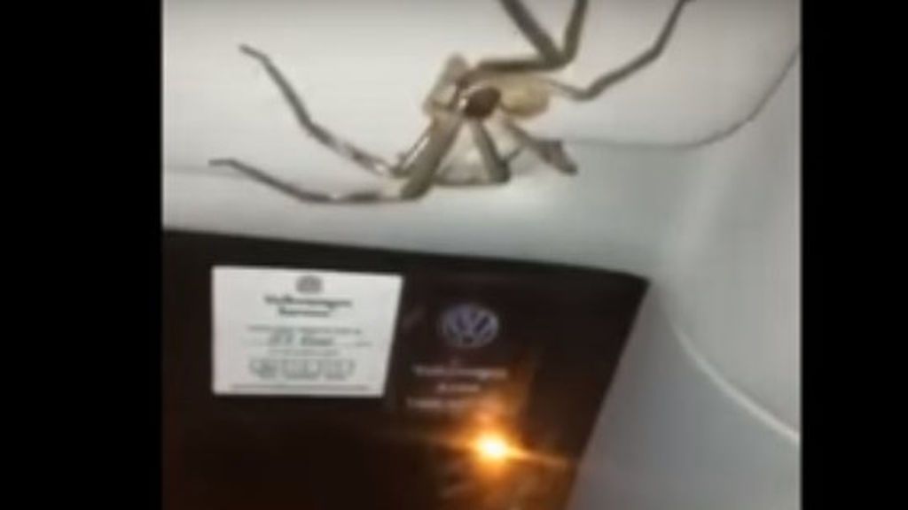 Una mujer descubre una impresionante araña gigante mientras conduce