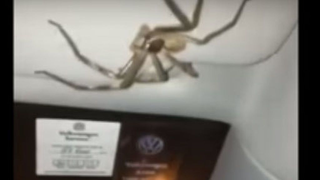 Una mujer descubre una impresionante araña gigante mientras conduce