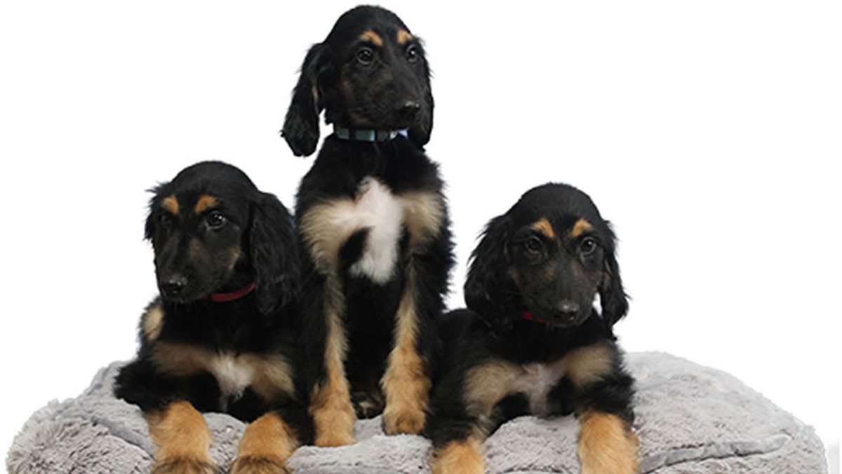 Reproducen en tres clones al primer perro clonado del mundo Reproducen en tres clones al primer perro clonado del mundo