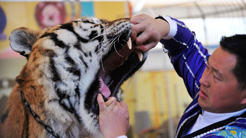 Un entrenador abre la boca de un tigre para que un veterinario inspeccione sus dientes en un parque de vida silvestre en Qingdao, provincia de Shandong, China
