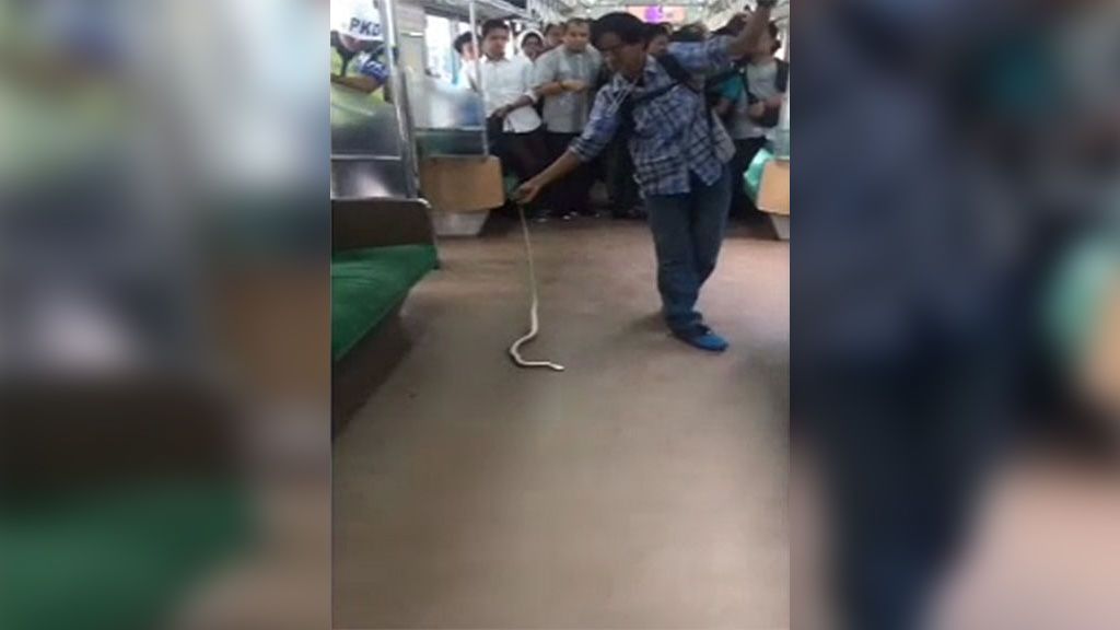 Mata de un golpe a una serpiente que tenía atemorizados a los pasajeros de un tren