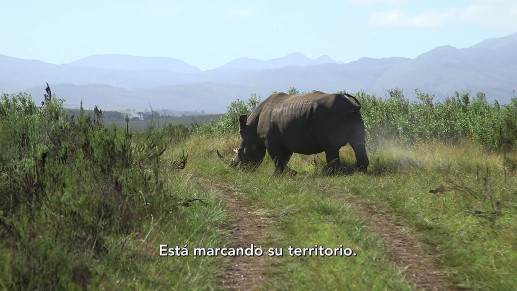 ¡Momentos tensos!: Un rinoceronte se cruza en el camino y pasa muuuy cerca