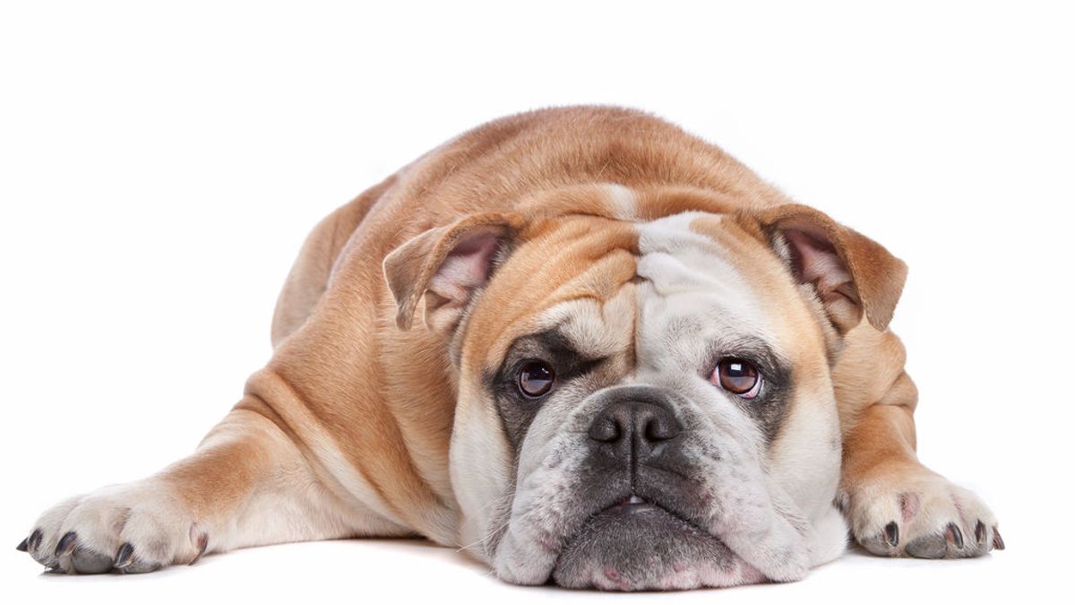 Los perros se enfrentan a una epidemia de obesidad por la generosidad humana