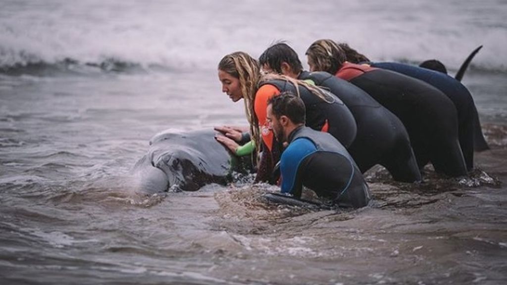 Un grupo de surfistas vascos ayuda a una ballena varada a volver al mar en la playa de Zarautz