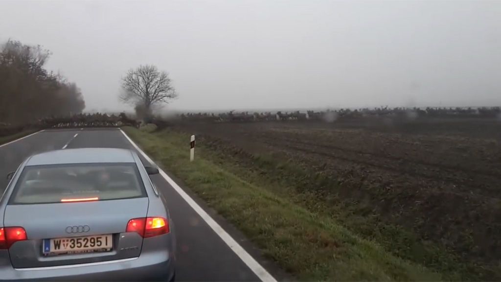 Una manada interminable de ciervos salvajes corta la carretera en una estampida hipnótica