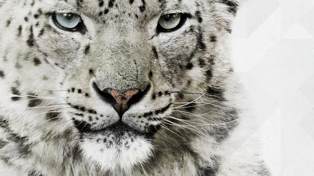 Reto visual: ¿encuentras al leopardo?