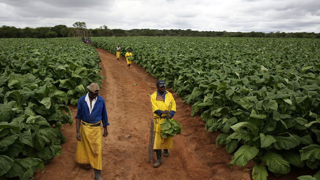 Los trabajadores agrícolas son vistos durante la cosecha de tabaco en la granja Dormervale al este de Harare, Zimbabwe