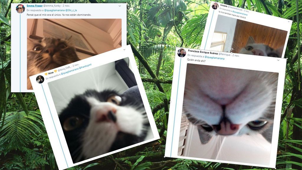 Animales... ¿e influencers? La conspiración de los 'gato-selfies' y otros virales 'salvajes'