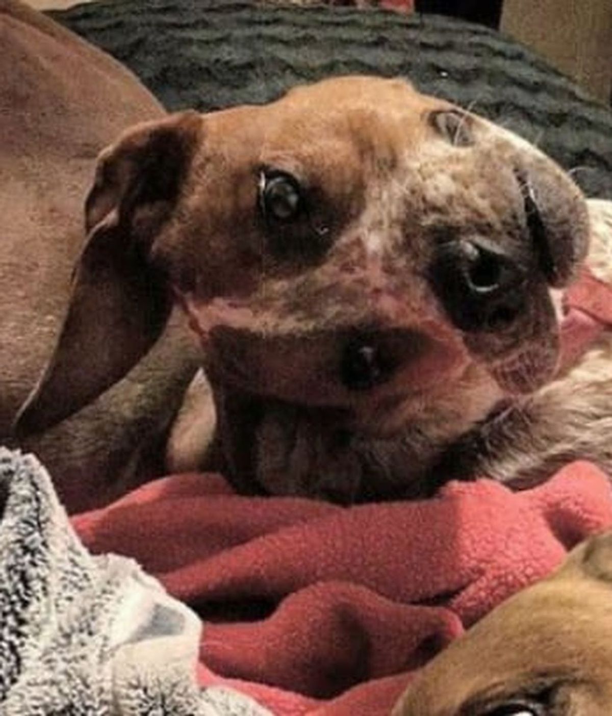 La foto de este perro se ha convertido en viral
