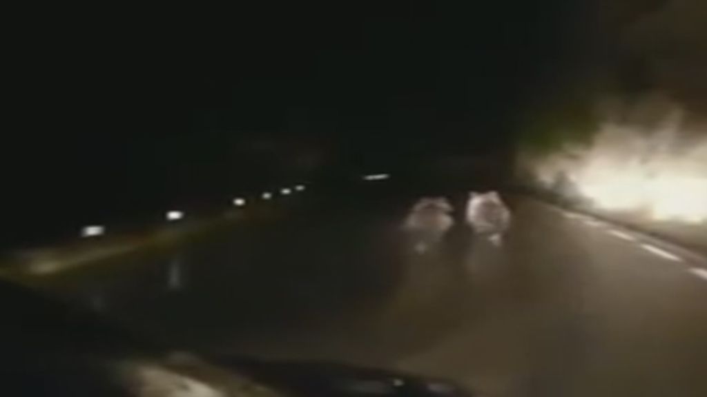Unos osos huyen de un coche que les persiguen por una carretera en Cantabria