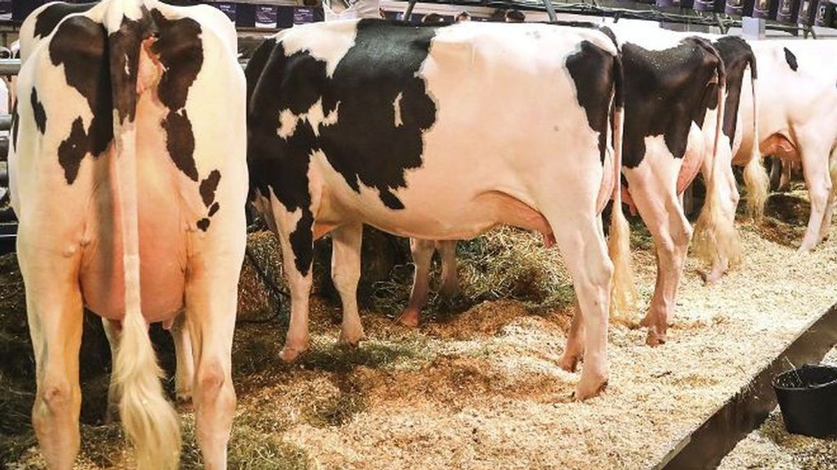 España detecta un caso de 'vaca loca' en una explotación de Salamanca
