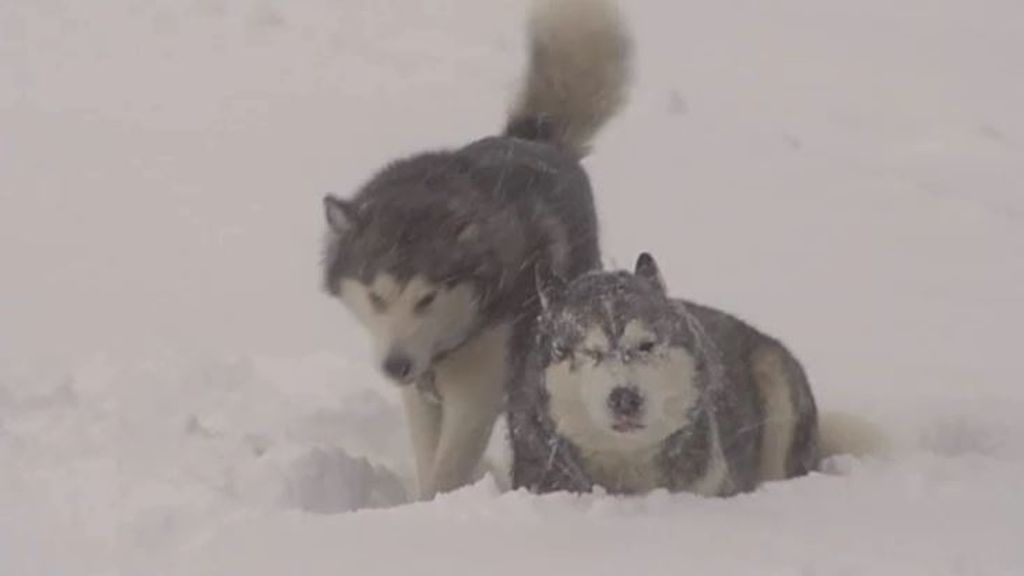 ¡A jugar!: los animales ya disfrutan de las primeras nevadas importantes