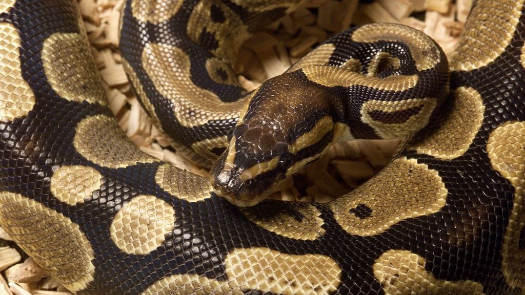 Muere estrangulado por su serpiente pitón en presencia de su hermana