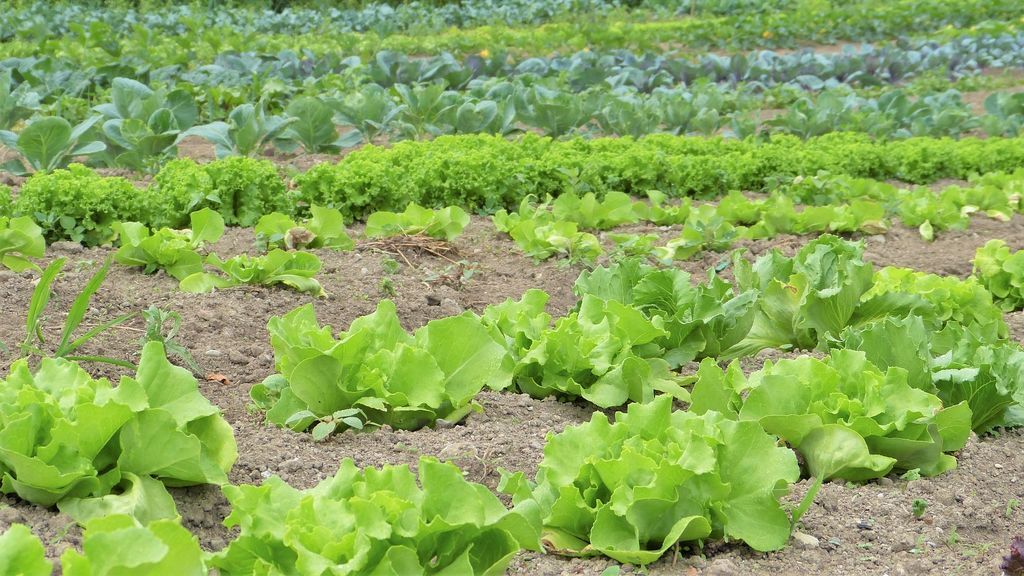 salad-2482457_1920