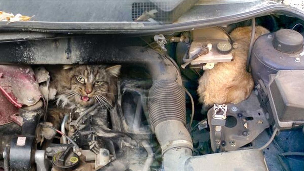 El truco facilísimo que da la Policía para salvar a los gatos que con este frío se colarán en tu coche