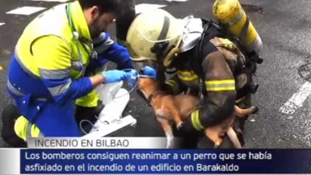 La  reanimación más tierna: salvan a un perro que se asfixiaba en el incendio de un edificio en Barakaldo