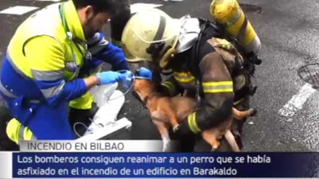 La  reanimación más tierna: salvan a un perro que se asfixiaba en el incendio de un edificio en Barakaldo