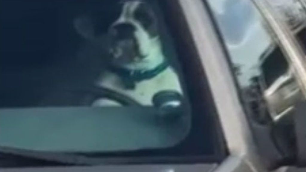 Harto de esperar en el coche, un perro llama la atención de su dueño de una forma muy práctica