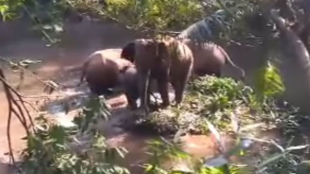 El emocionante rescate de una cría de elefante y el agradecimiento de la manada