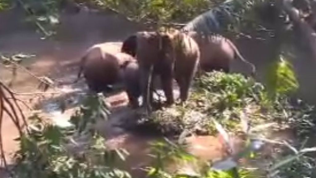 El emocionante rescate de una cría de elefante y el agradecimiento de la manada