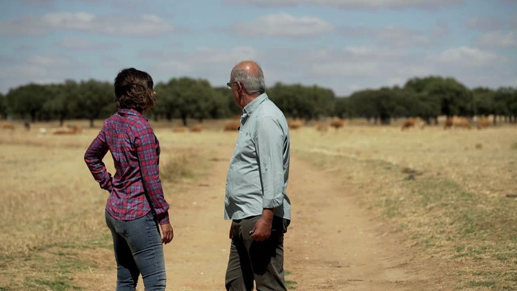 Vacas, corderos, halcones… Así se abastece a los países árabes desde Extremadura