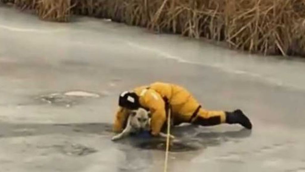 Un bombero arriesga su vida para rescatar a un perro que estaba atrapado en el hielo