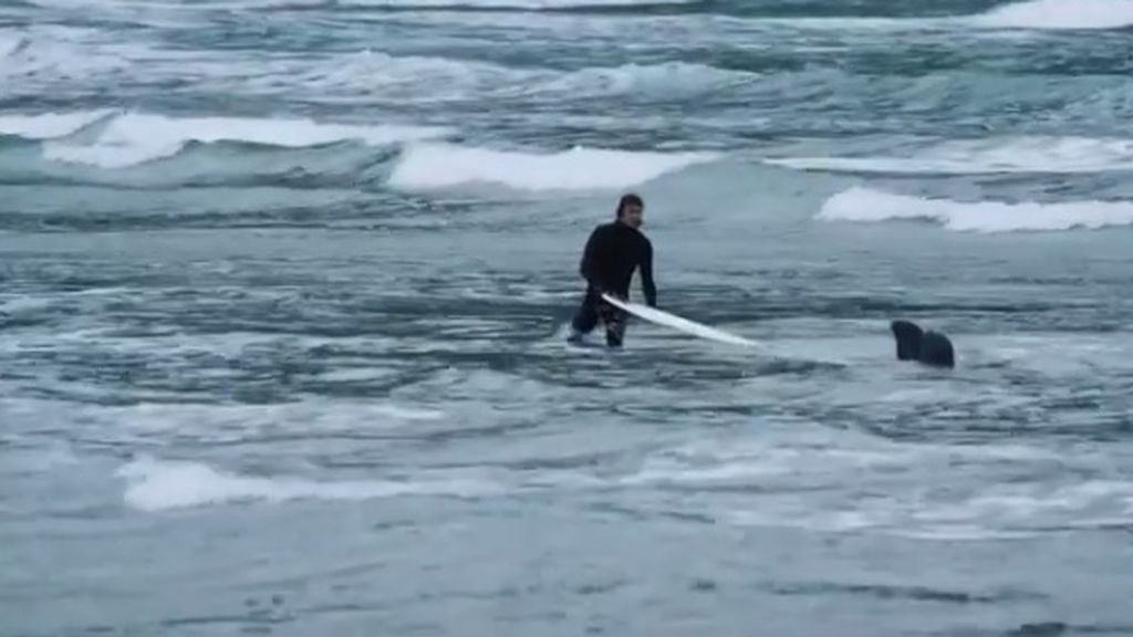 ¡Por los pelos! Dos surfistas logran escapar de dos leones marinos tras una increíble persecución