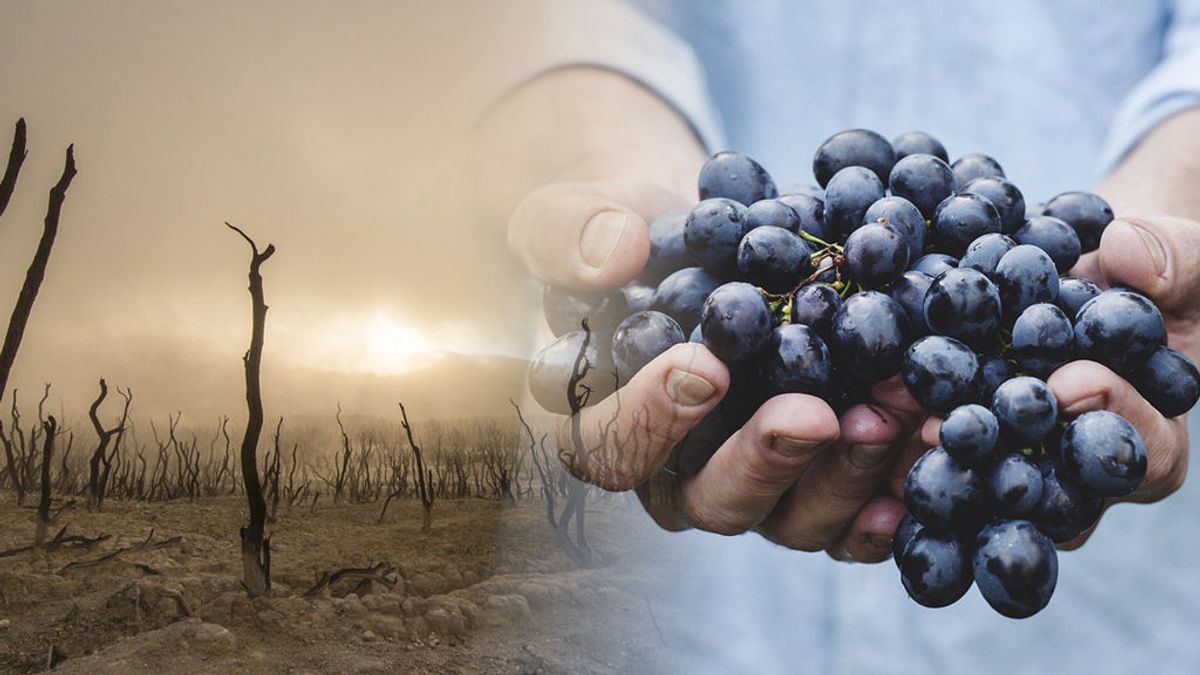 ¿Habrá suficientes uvas para Nochevieja con esta sequía? Hablamos con expertos