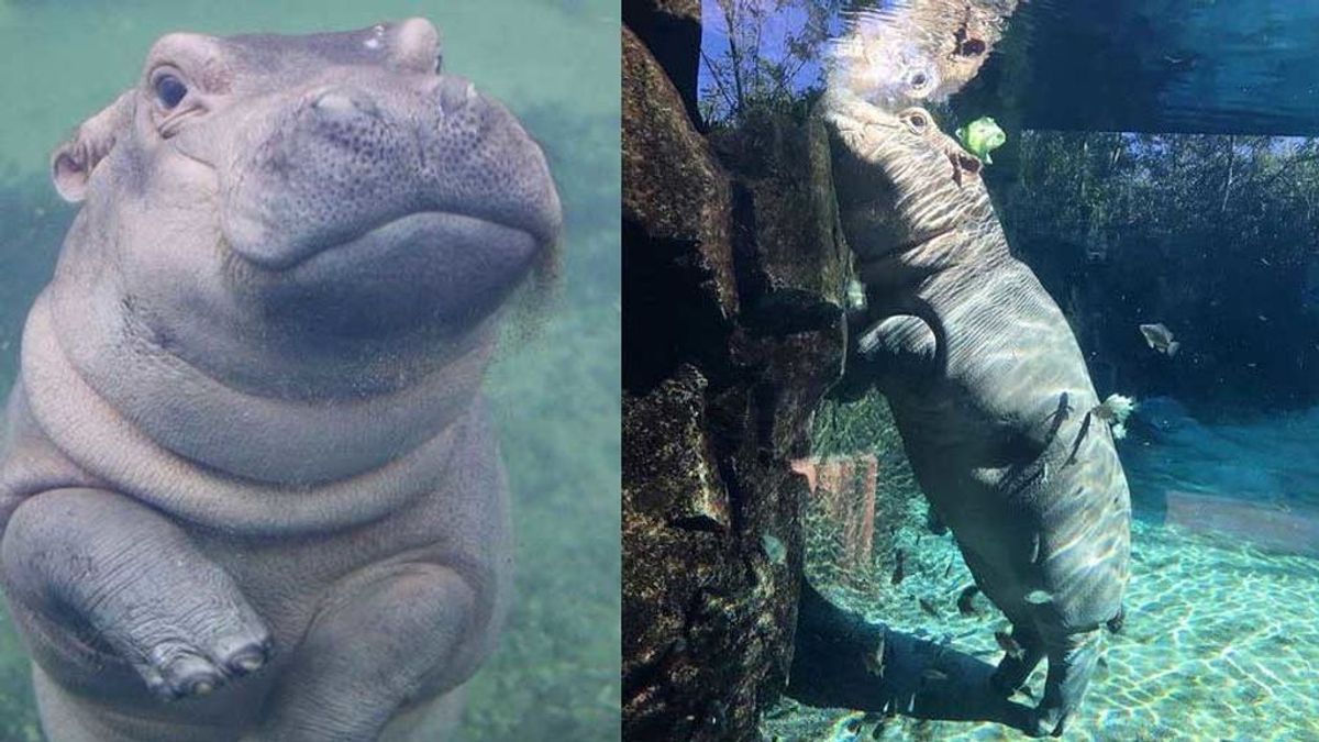 El tierno gesto del hipopótamo más famoso del mundo con una niña