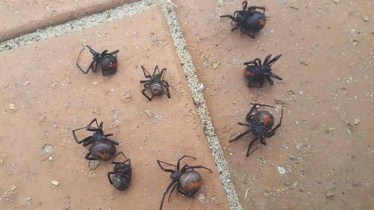 ¡Qué miedo! Las tormentas de Australia se convirtieron en lluvia de arañas venenosas