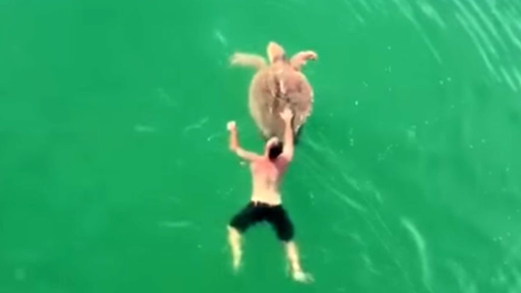 Un pescador libera a una tortuga atrapada con un anzuelo de pescar