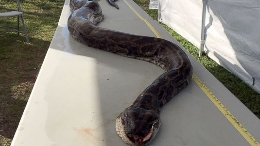 Captura récord atrapan a una pitón de cinco metros y 60 kilos en un