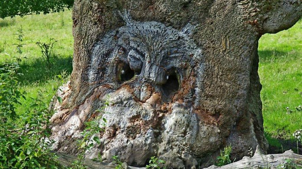 Increíbles ejemplos de pareidolia en árboles