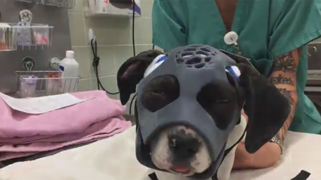 Prueban la primera máscara impresa en 3D para perros y resulta ser un éxito