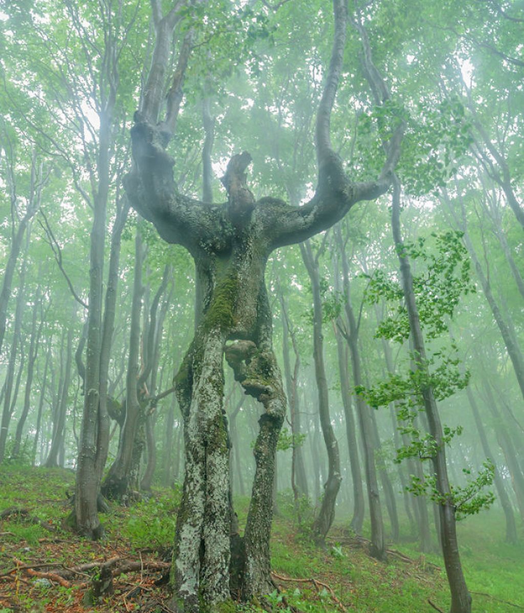 Increíbles ejemplos de pareidolia en árboles