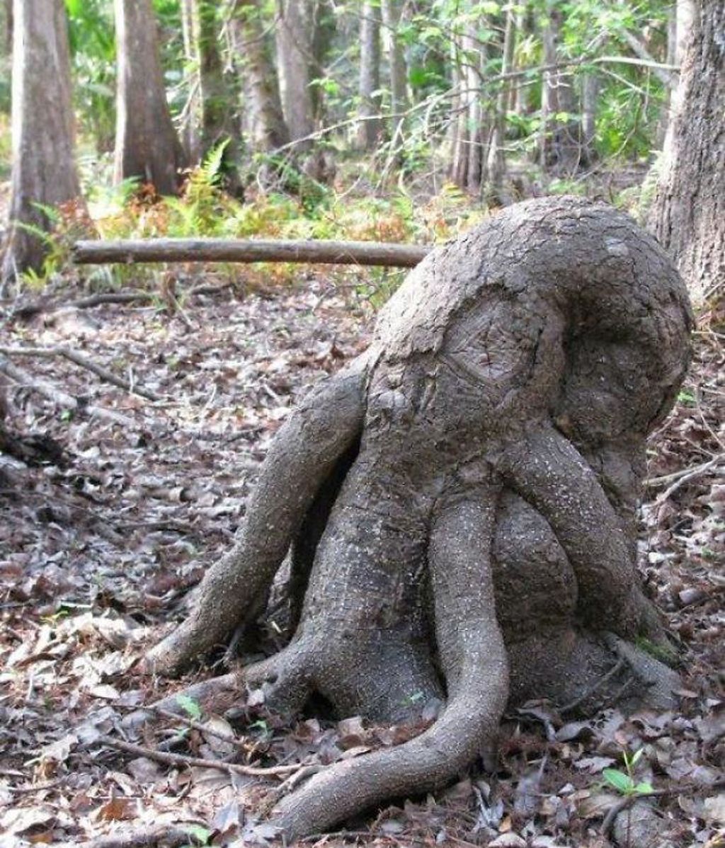 Increíbles ejemplos de pareidolia en árboles