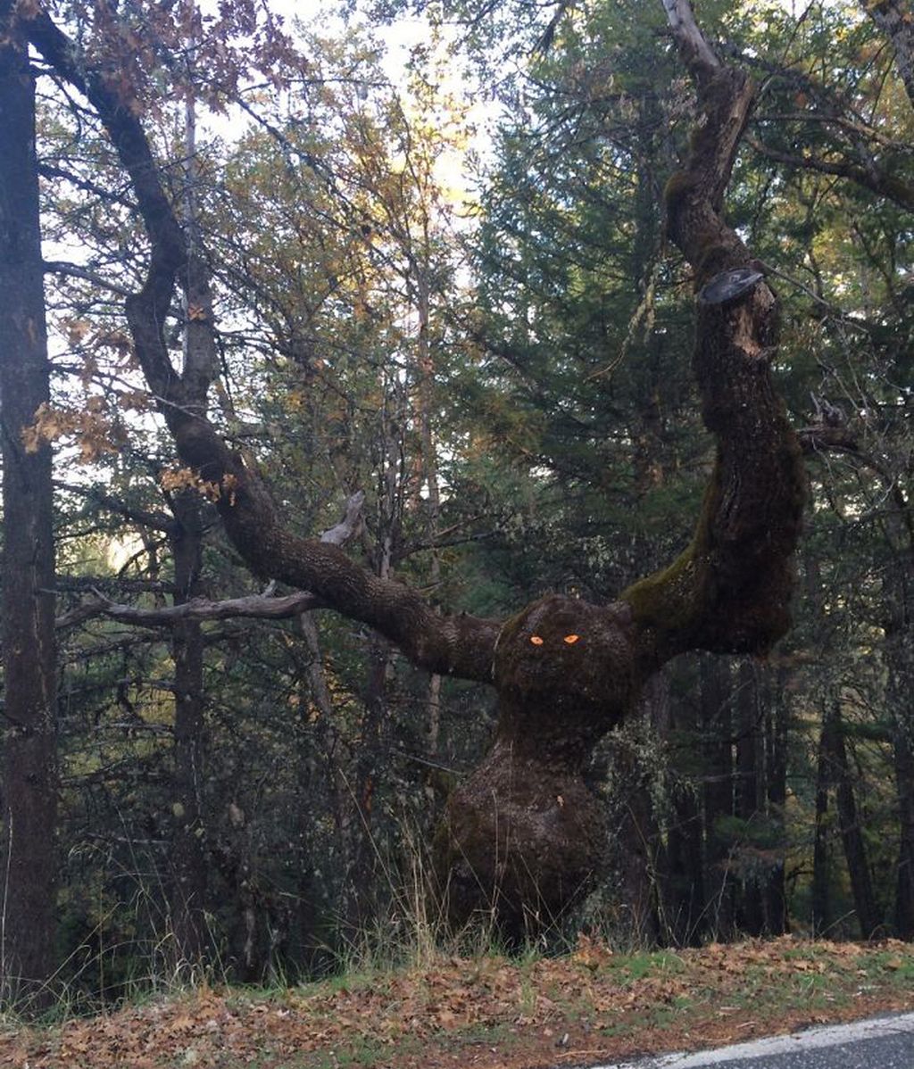 Increíbles ejemplos de pareidolia en árboles
