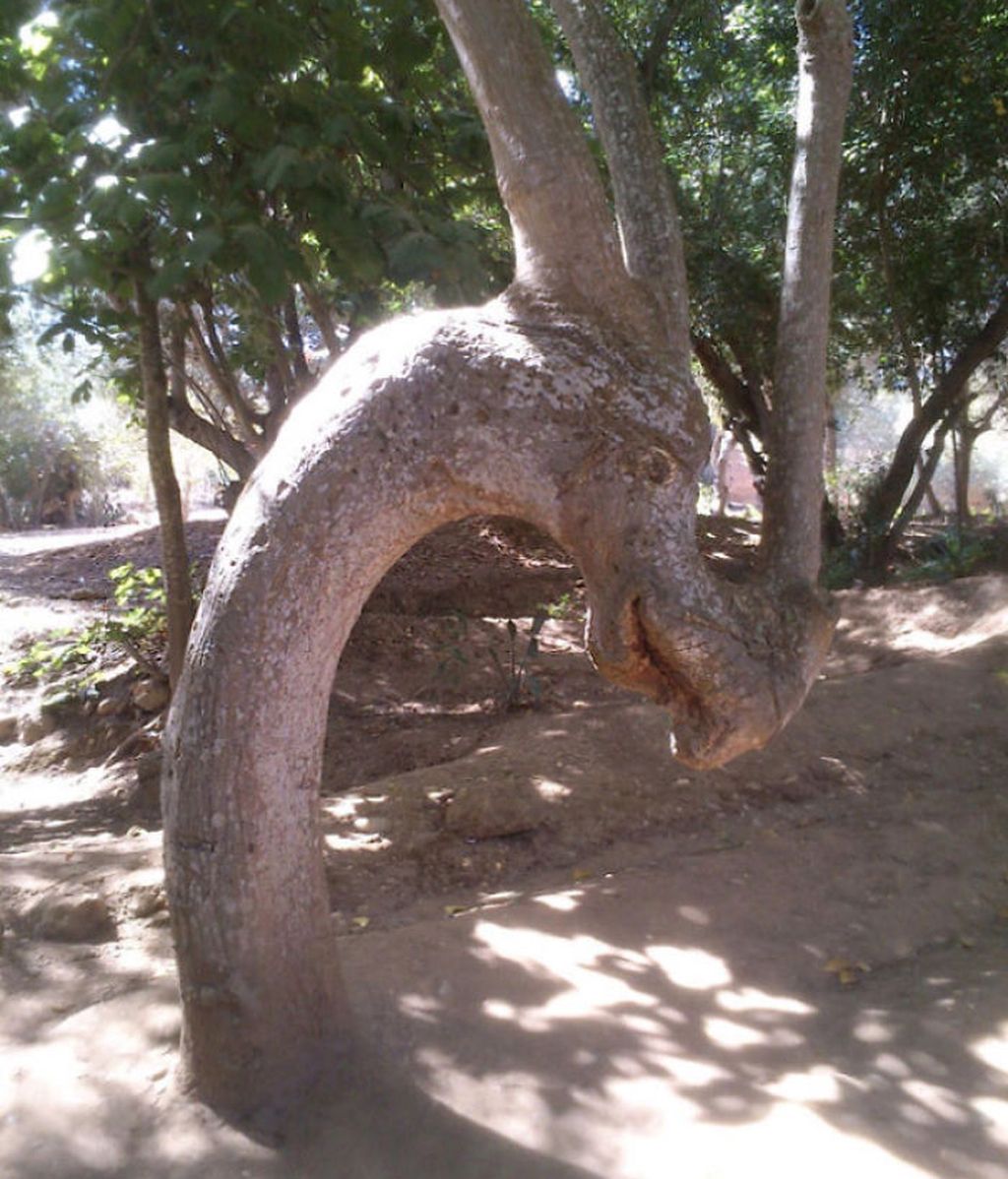 Increíbles ejemplos de pareidolia en árboles