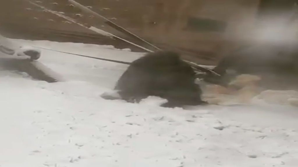 Adorable momento en el que un orangután hace un bola de nieve