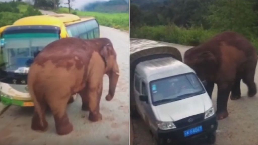 Momento en el que un elefante destroza un camión y un autobús en China
