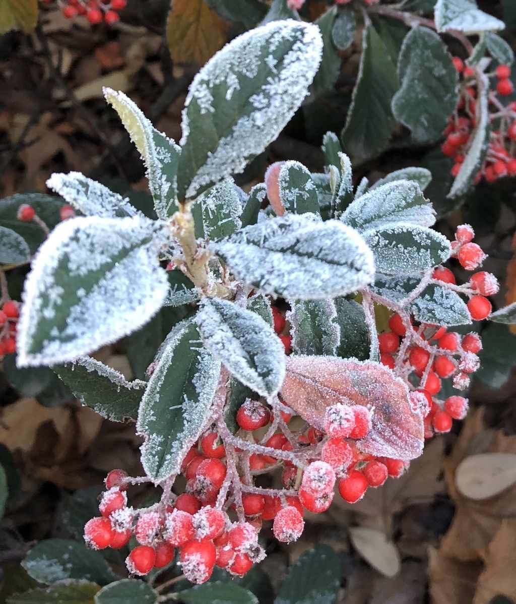 Maribel Fariñas de Alba en Madrid