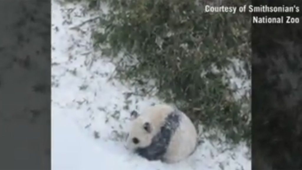 Goce absoluto de un bebé panda al descubrir la nieve por primera vez